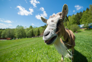 Funny goat posing in front of camera