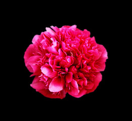 Beautiful red peony isolated on a black background