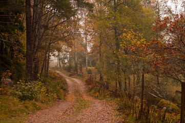 Autumn rural road in Sweden