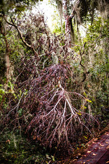 fallen tree on the bayou