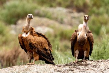 Obraz premium Portrait of a brown adult vultures