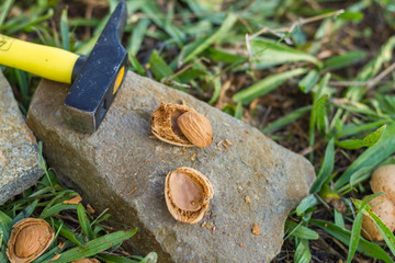 one hammer and a shelled almond on a stone