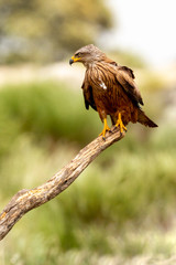Adult of kite on a natural innkeeper