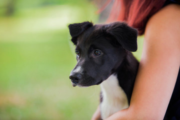 Obraz premium Owner hugging his puppy sitting on green grass in a city park having fun.Puppy and young woman having fun in a park - Concepts of friendship, pets, togetherness.