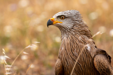 Close-up portrait of a Brown Kite