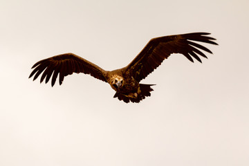 Obraz na płótnie Canvas Big vulture in flight