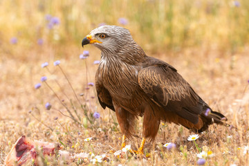 Close-up portrait of a Brown Kite