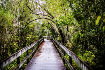 wooden bridge in the forest