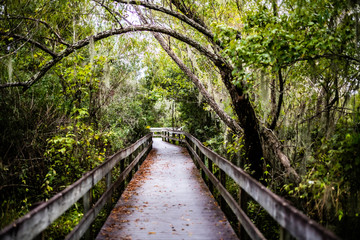 wooden bridge in the forest
