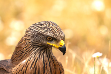 Close-up portrait of a Brown Kite