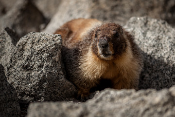 Marmot in the mountains
