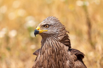 Close-up portrait of a Brown Kite