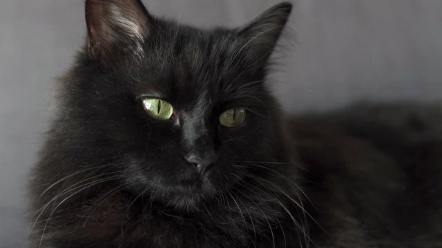 Close up portrait of a black fluffy cat with green eyes. Halloween symbol