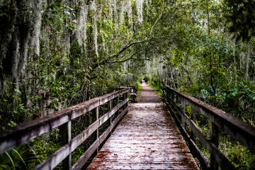 Obraz premium wooden bridge in the forest