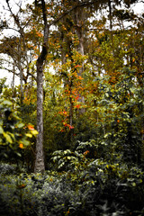 orange leaves on the bayou