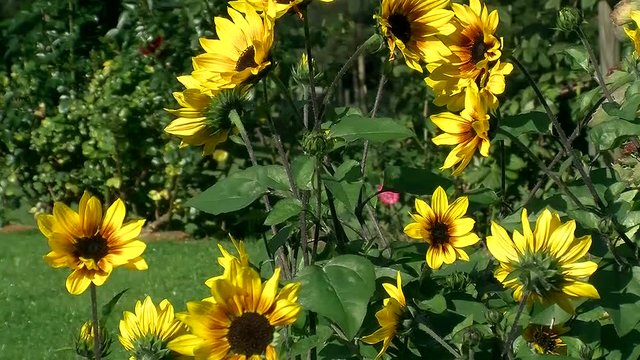 Viele Sonnenblumen bewegen sich im Wind