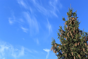 tree and sky