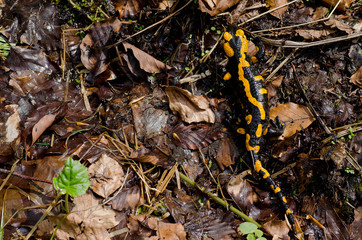 salamandra plamista