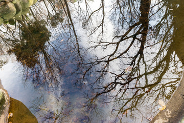 Reflections in the water, leaves, sky, tree