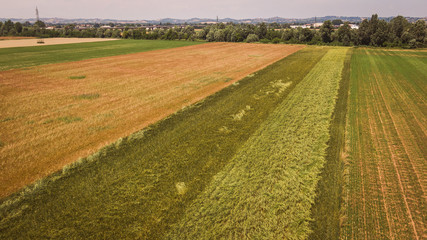 Drone aerial view of an organic wheat field