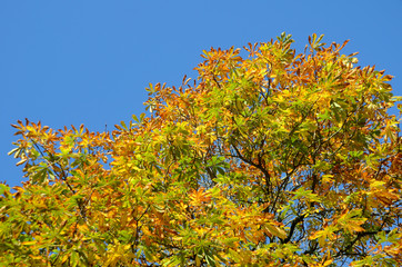 Low angle view on a chestnut tree in yellow autumn colors. The background sky is clear and blue.