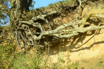 Fototapeta na wymiar View of a tree's roots uncovered by erosion. THe erosion here is so slow that the tree had the chance to divert its roots into the remaining slope.