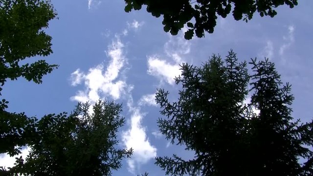 Ziehende kleine Wolken &uuml;ber den Baumkronen am blauen Himmel (Zeitraffer)
