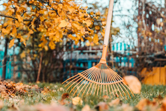 Raking fall leaves with rake in the yard. spring clean in garden back yard. Autumn season. Seasonal work. Lawn Care in Winter