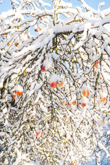 snowfall fell on autumn trees on an october day, apples under snow