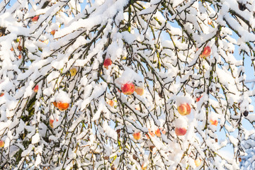 snowfall fell on autumn trees on an october day, apples under snow