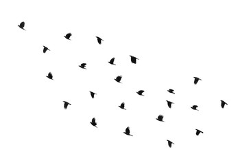 Flock of birds on a white background