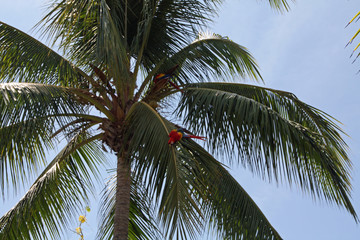 2 red parrots in the palm in Costa Rica