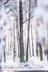 snowfall fell on winted trees on an sunny day, high treas under snow