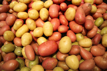 Red and yellow large potatoes are sold in the market