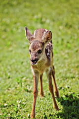 Naklejka na ściany i meble cute young wild roe deer