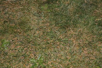 background of green grass