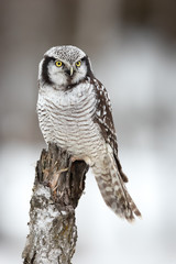 northern hawk-owl (Surnia ulula) is a medium sized true owl of the northern latitudes. It is non-migratory and usually stays within its breeding range, though it sometimes irrupts southward.