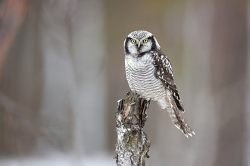 northern hawk-owl (Surnia ulula) is a medium sized true owl of the northern latitudes. It is...