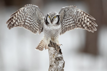 northern hawk-owl (Surnia ulula) is a medium sized true owl of the northern latitudes. It is...