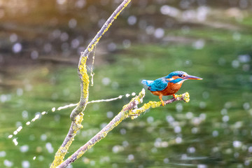 Kingfisher (alcedo atthis ) perched on a tree branch