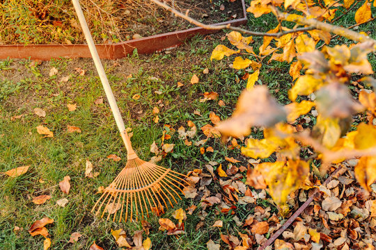 spring clean in garden back yard. rake and pile of fallen leaves on lawn in autumn park, close up view
