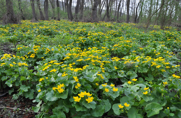 Fototapeta premium In a swamp, in the alder forest blossom marsh marigold (Caltha palustris)