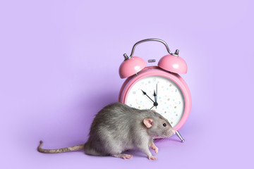 Gray rat next to the alarm clock on a lilac background. Charming pet. 11.53 pm Conceptual photo:...