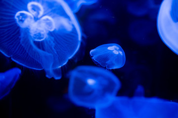 Obraz premium ミズクラゲ