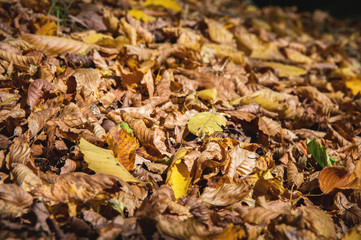 Abstract background of yellow autumn oak leaves lie curled up on the ground. Soft focus real forest. Habitat foliage