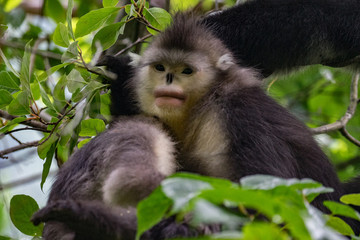 black-and-white snub-nosed monkey, rhinopithecus bieti, Stupsnasenaffe