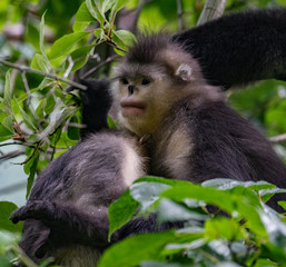 black-and-white snub-nosed monkey, rhinopithecus bieti, Stupsnasenaffe