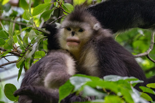 black-and-white snub-nosed monkey, rhinopithecus bieti, Stupsnasenaffe