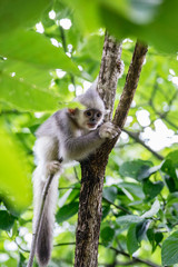 black-and-white snub-nosed monkey, rhinopithecus bieti, Stupsnasenaffe