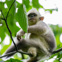 black-and-white snub-nosed monkey, rhinopithecus bieti, Stupsnasenaffe